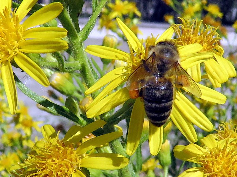 File:Bee Flower Greece.JPG