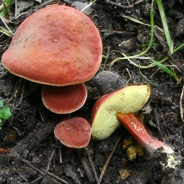 File:Boletus rubellus 20080913wb.JPG