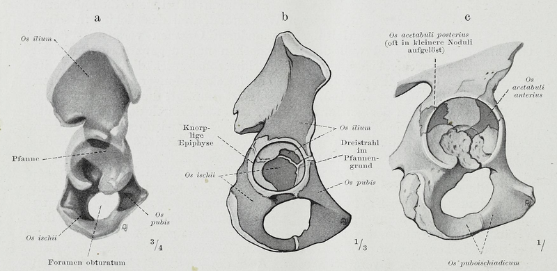 File:Braus 1921 225.png