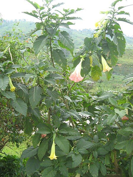 File:Brugmansia suaveolens 11.jpg