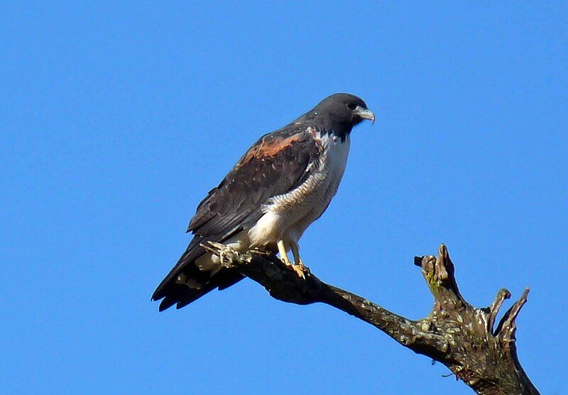 File:Buteo albicaudatus.jpg