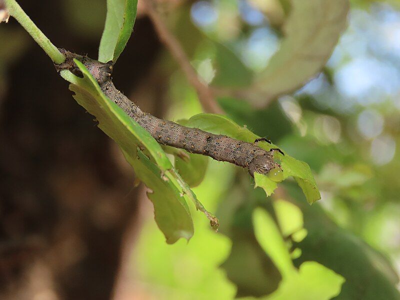 File:C. alchymista larva.jpg