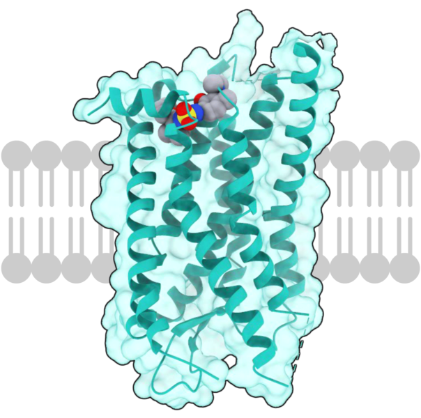 File:CCR7 receptor.png