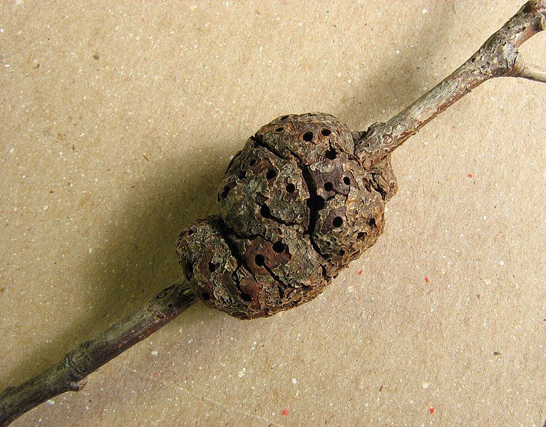 File:Callirhytis quercuspunctata gall.jpg