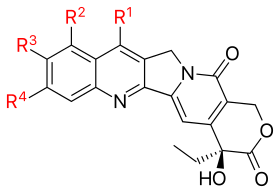 Camptothecin with radicals