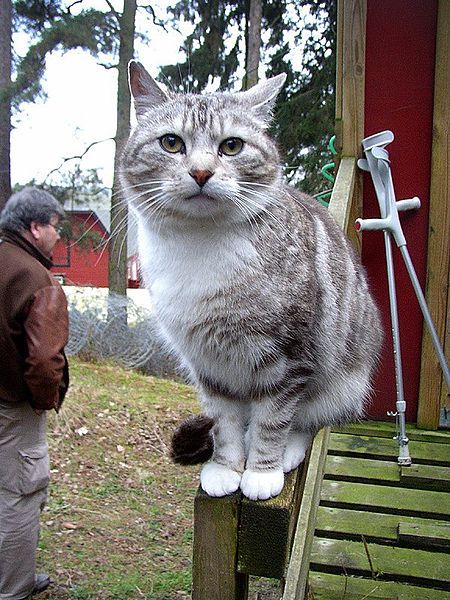 File:Cat on handrail.jpg