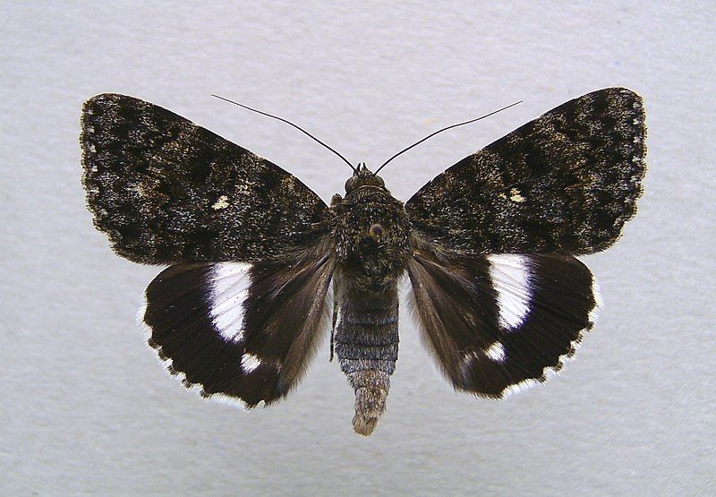 File:Catocala actaea 01.jpg