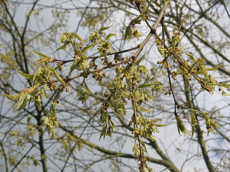 File:Celtis australis flowering.jpg