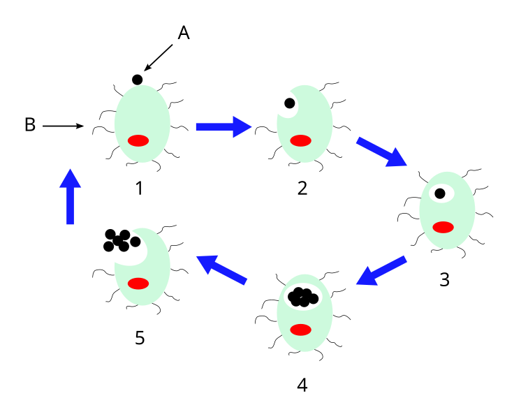 File:Chlamydophila pneumoniae lifecycle-it.svg