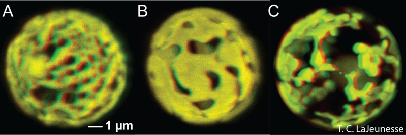 File:Chloroplast 3.png