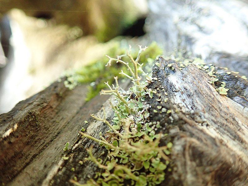 File:Cladonia furcata 105945684.jpg