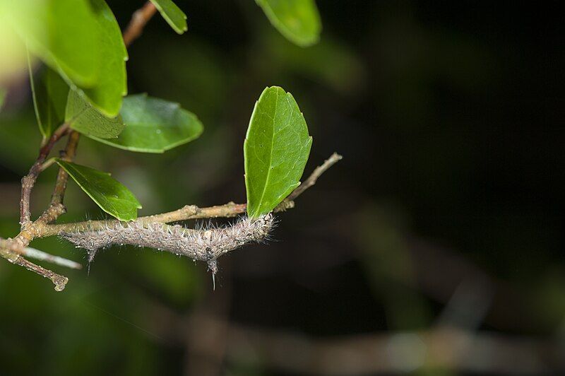 File:Clostera restituta (26681220524).jpg