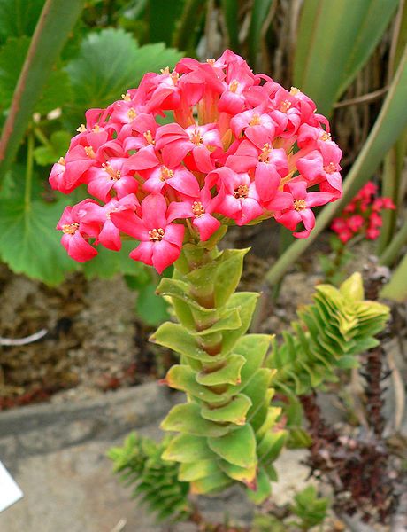 File:Crassula hystrix 1.jpg