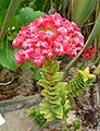 Crassula hystrix