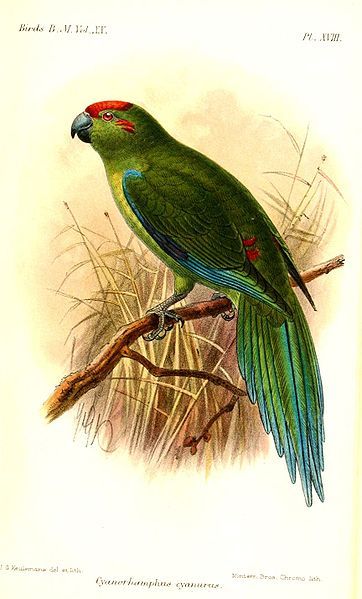 File:CyanorhamphusCyanurusKeulemans.jpg