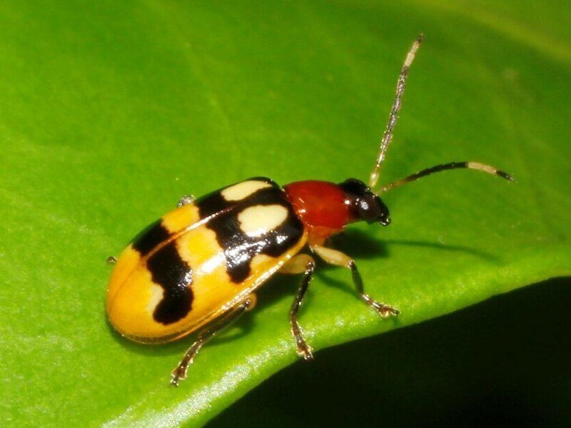 File:Diabrotica adelpha (1834285).jpg