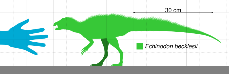 File:Echinodon Scale.svg