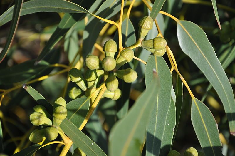 File:Eucalyptus gomphocephala frutos.JPG