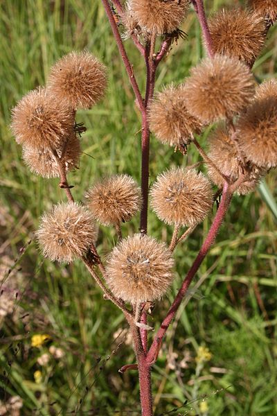 File:Eupatorium macrocephalum04.jpg