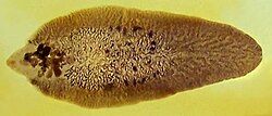 Oblong leaf-like organism with brown convoluted staining pattern, with less staining in vicinity of small cone-shaped head