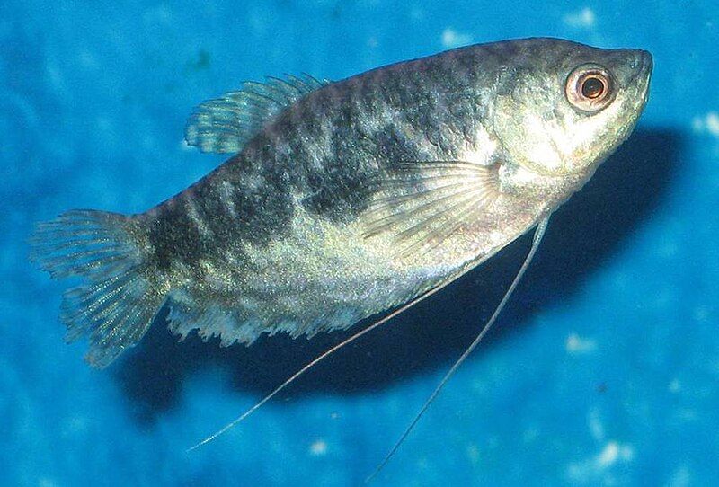 File:Female Opaline Gourami.jpg