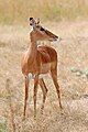 Image 15 Impala Photograph: Muhammad Mahdi Karim A female impala (Aepyceros melampus) photographed at Mikumi National Park, Tanzania. These medium-sized African antelopes inhabit savanna grasslands and woodlands close to water sources, feeding on grasses, forbs, monocots, dicots and foliage. They are fast runners and known for their leaping ability, reaching heights up to 3 m (10 ft). More selected pictures