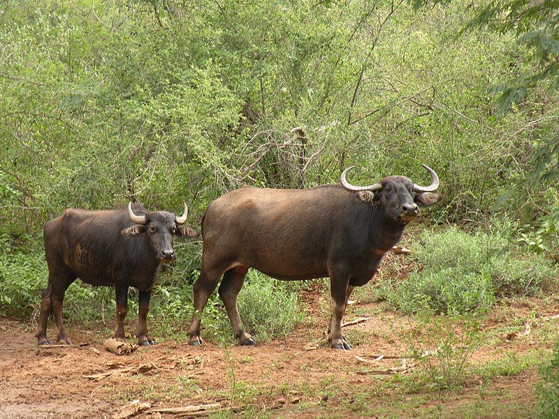 File:Feral buffaloes AJTJohnsingh.jpg