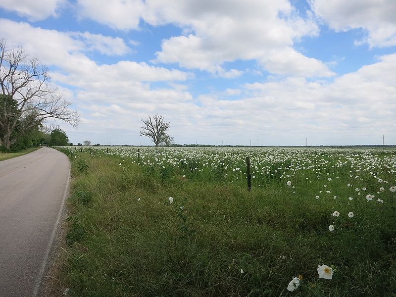 File:Fulshear TX Wildflowers.jpg