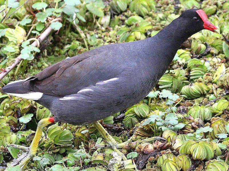 File:Gallinula galeata-walking.jpg