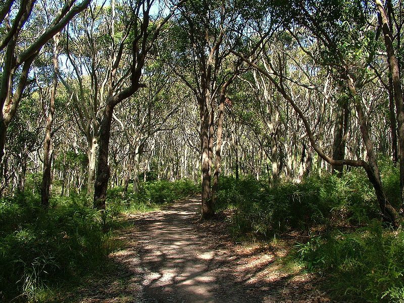 File:Glenrock bush trail.JPG