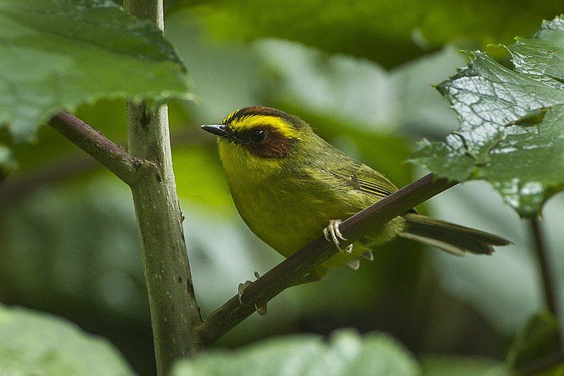 File:Golden-browed Warbler.jpg