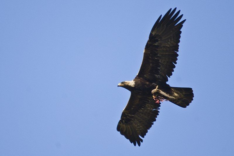 File:Golden Eagle flying.jpg