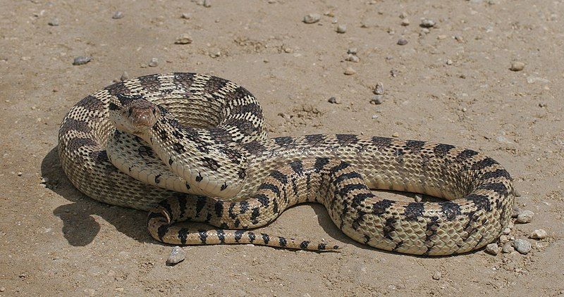 File:Gopher-snake (cropped).jpg