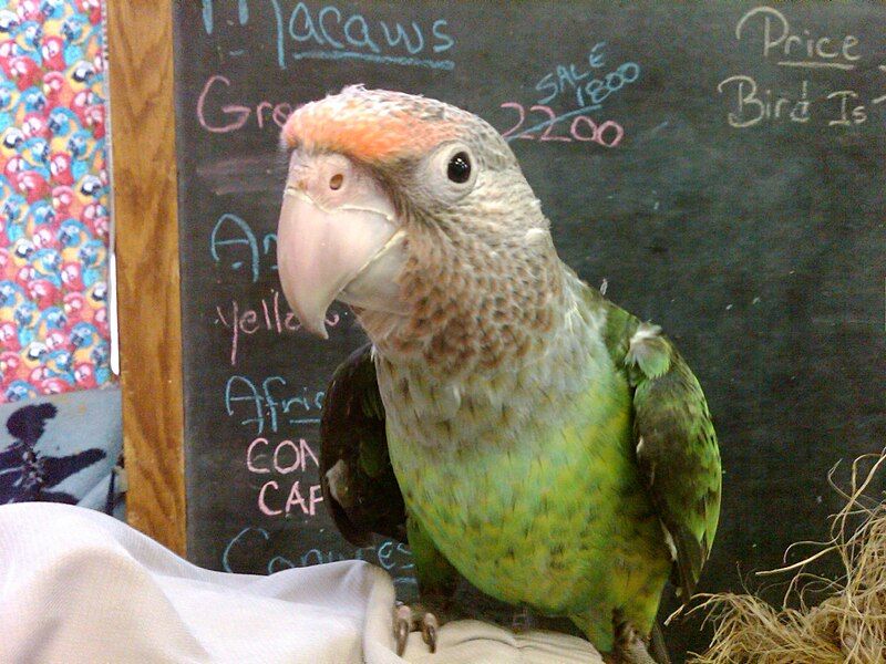 File:Grey-headed parrot.jpg