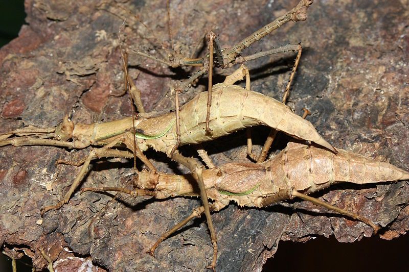 File:Haaniella sp. Sibayak.jpg