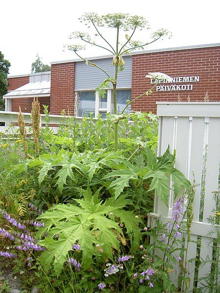 File:Heracleum mantegazzianum lapinniemi.jpg