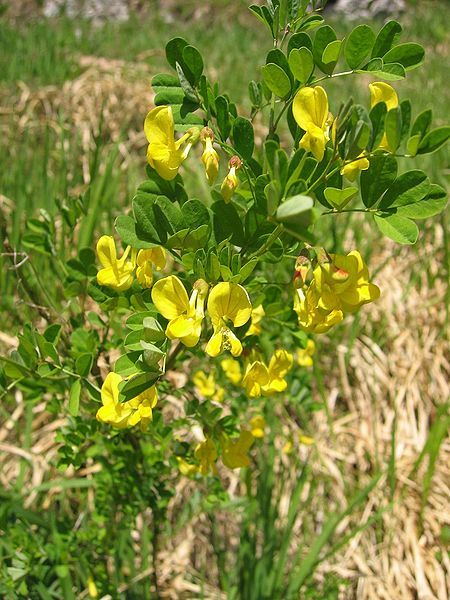 File:Hippocrepis emerus.jpg