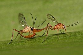 Ichneumonidae mating