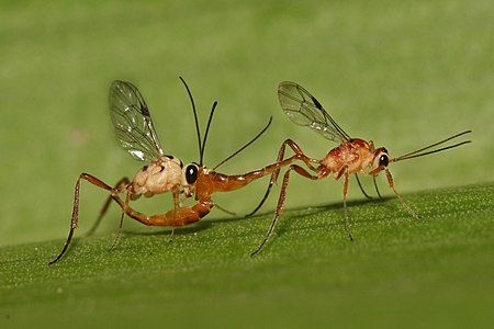 Mating Ichneumonidae, by Muhammad Mahdi Karim