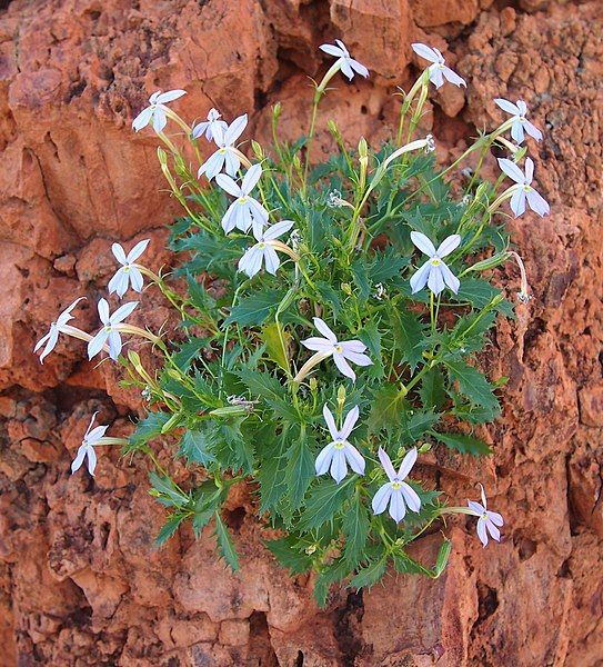 File:Isotoma petraea habit.jpg