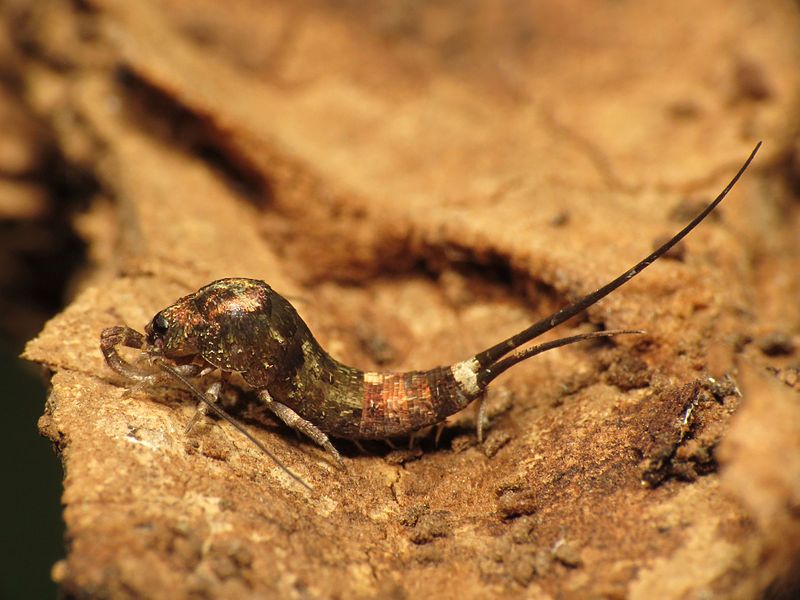 File:Jumping Bristletails (15567941692).jpg