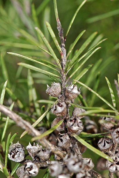 File:Kunzea linearis fruit.jpg