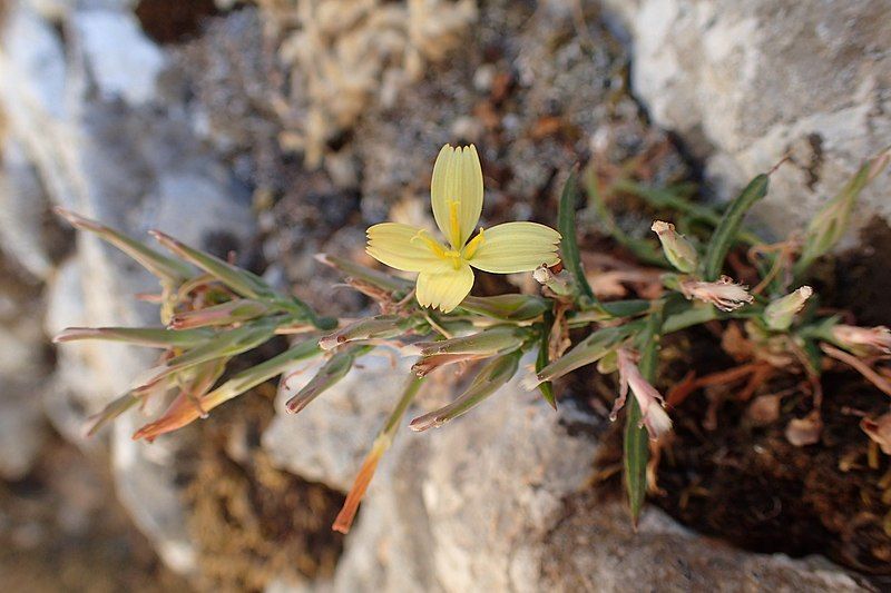 File:Lactuca alpestris kz01.jpg