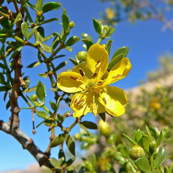 File:Larrea tridentata 2.jpg