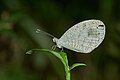 Image 1 Leptosia nina Photograph credit: Jeevan Jose Leptosia nina, known as the psyche, is a species of butterfly in the family Pieridae (the sulphurs, yellows and whites), found in the Indian subcontinent, southeastern Asia, and Australia. It has a small wingspan of 2.5 to 5 cm (1 to 2 in). The upper side of the otherwise white forewing has a large, somewhat pear-shaped, black spot; this spot is also present on the underside which is scattered with greenish dots and speckles, sometimes arranged in bands. This L. nina butterfly was photographed in Kerala, India. More selected pictures