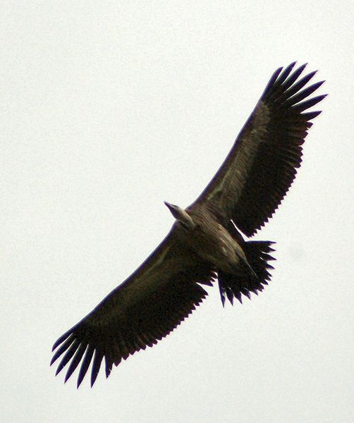 File:Long billed vulture.jpg