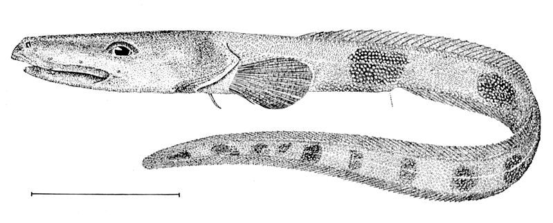 File:Lycenchelys verrillii.jpg