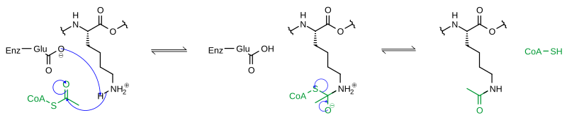 File:Lysine acetylation.svg