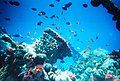 Image 8Coral reefs form complex marine ecosystems with tremendous biodiversity. (from Marine ecosystem)