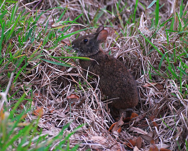 File:Marsh rabbit.jpg